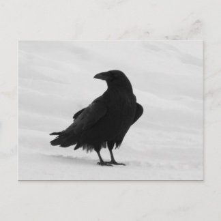 Carte Postale Corbeau