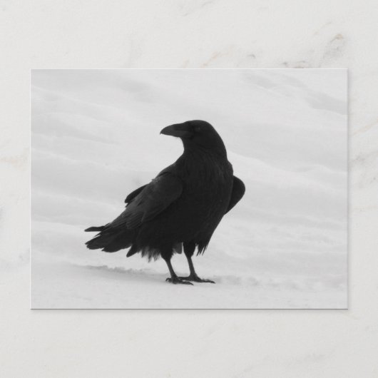 Carte Postale Corbeau (Devant)