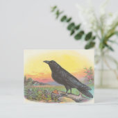 Carte Postale Corbeau (Debout devant)