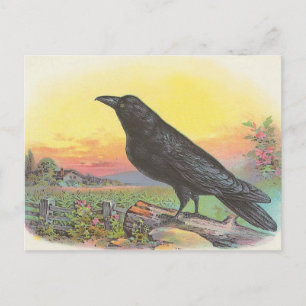 Carte Postale Corbeau