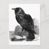 Carte postale Corbeau (Devant)