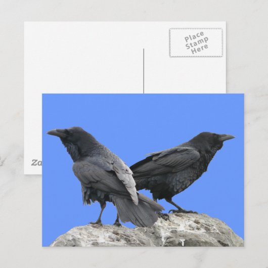Carte Postale Corbeau (Devant / Derrière)