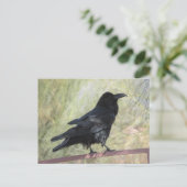 Carte Postale Corbeau (Debout devant)