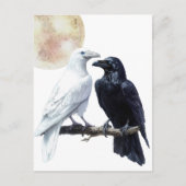 Carte Postale Corbeau blanc et noir (Devant)
