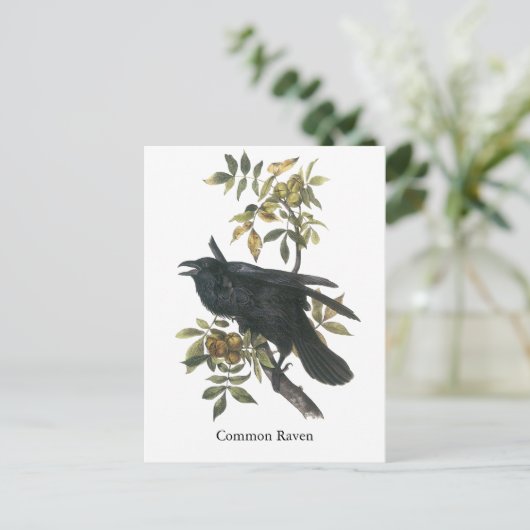 Carte Postale Corbeau commun, John audubon (Debout devant)