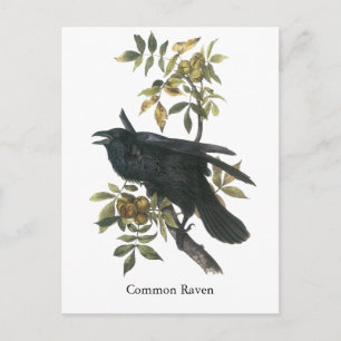 Carte Postale Corbeau commun, John audubon