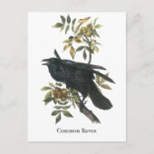 Carte Postale Corbeau commun, John audubon (Devant)