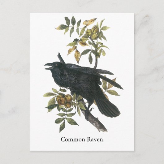 Carte Postale Corbeau commun, John audubon (Devant)