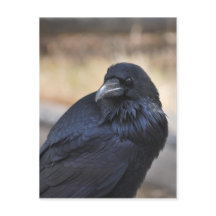 Corbeau de Yellowstone