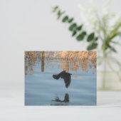 Carte Postale Corbeau noir (Debout devant)
