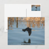 Carte Postale Corbeau noir (Devant / Derrière)