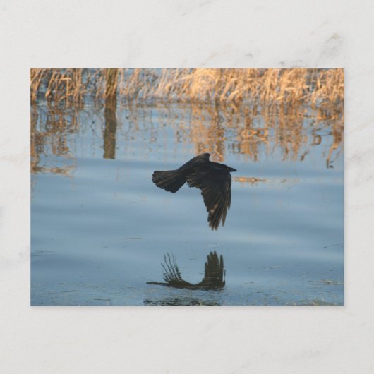 Carte Postale Corbeau noir (Devant)