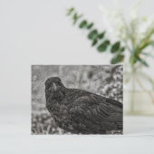 Carte Postale Corbeau P9239 (Debout devant)