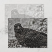 Carte Postale Corbeau P9239 (Devant / Derrière)