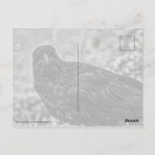 Carte Postale Corbeau P9239 (Dos)