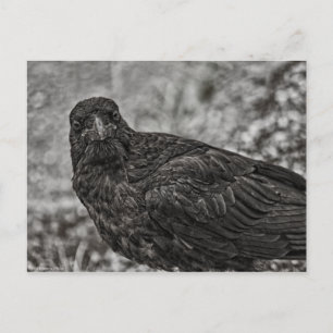 Carte Postale Corbeau P9239