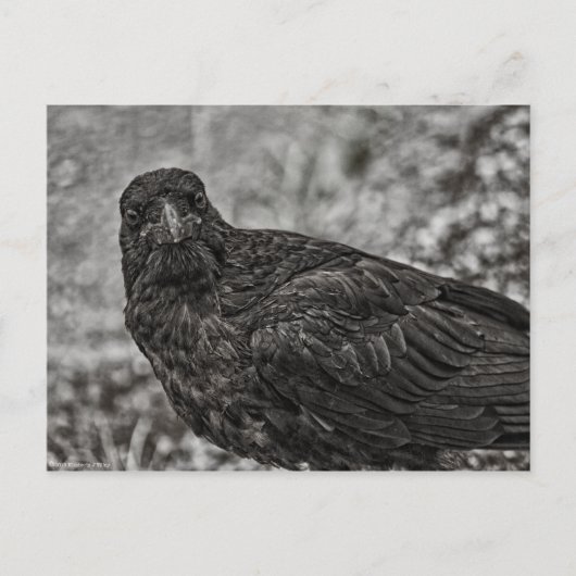 Carte Postale Corbeau P9239 (Devant)