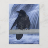 Carte Postale Corbeau perché au-dessus d'une cascade (Devant)