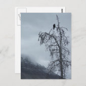 Carte Postale Corbeau solitaire (Devant / Derrière)