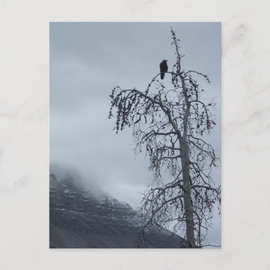 Carte Postale Corbeau solitaire (Devant)