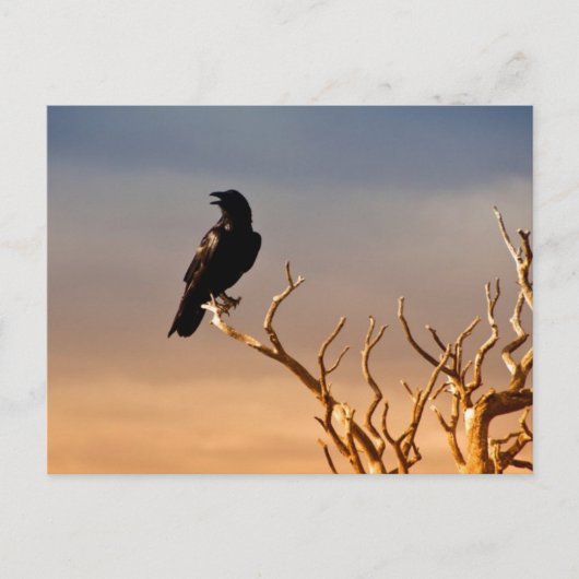 Carte Postale Corbeau sur Sunlit Tree Branches, Grand Canyon (Devant)