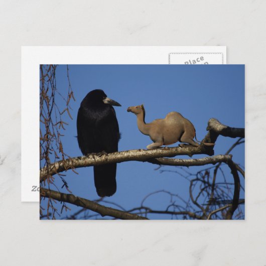 Carte Postale Corbeau surpris (Devant / Derrière)