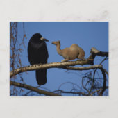 Carte Postale Corbeau surpris (Devant)