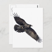 Carte Postale Corbeau volant (Devant / Derrière)