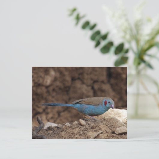 Carte Postale Cordon-Bleu (Debout devant)