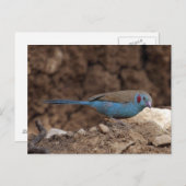 Carte Postale Cordon-Bleu (Devant / Derrière)