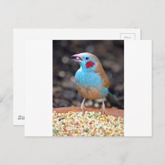 Carte Postale Cordon Bleu Finch (Devant / Derrière)