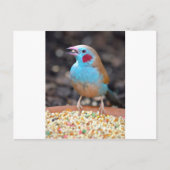 Carte Postale Cordon Bleu Finch (Devant)
