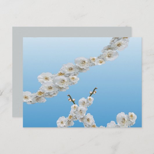 Carte Postale Corée Cerisiers en fleurs blanches (Devant / Derrière)