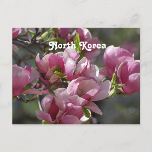 Carte Postale Corée du Nord Magnolia (Devant)