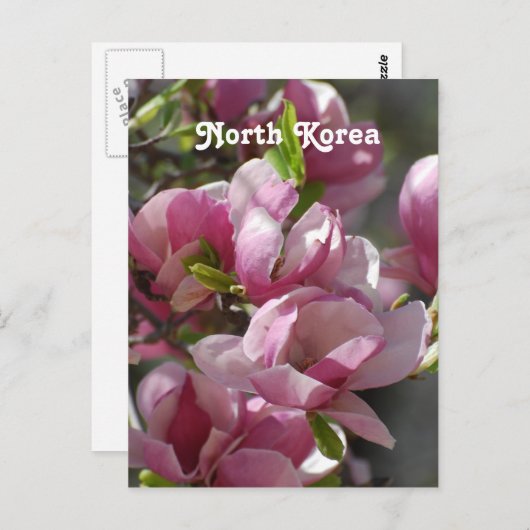 Carte Postale Corée du Nord Magnolia (Devant / Derrière)