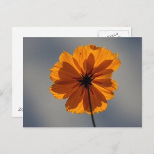 Carte Postale Coréopsis (Devant / Derrière)