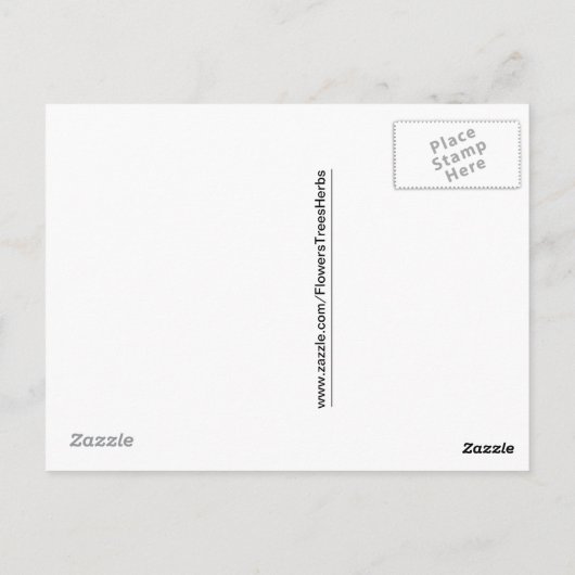 Carte Postale Coréopsis (Dos)