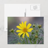 Carte postale Coreopsis (Devant / Derrière)