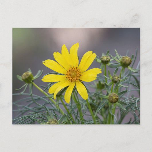 Carte postale Coreopsis (Devant)