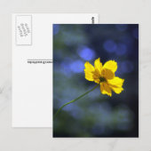 Carte postale Coreopsis (Devant / Derrière)