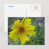Carte Postale Coréopsis (Devant / Derrière)