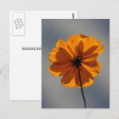 Carte Postale Coréopsis (Devant / Derrière)