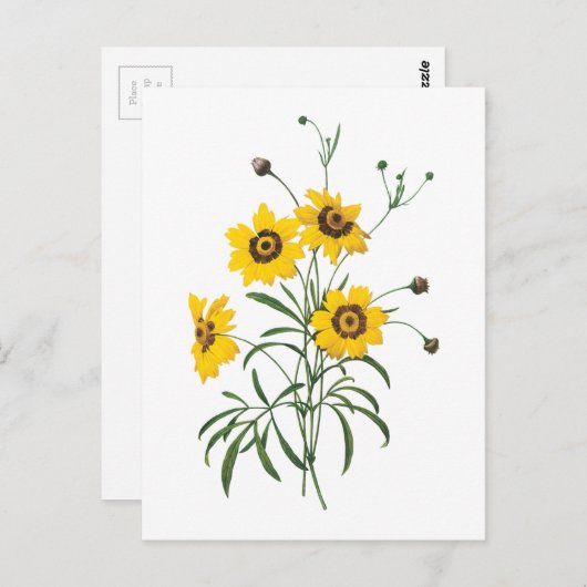 Carte Postale coréopsis(Coreopsis elegans) par Redouté (Devant / Derrière)
