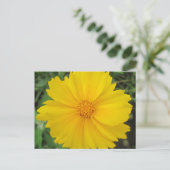 Carte Postale Coréopsis Fleur Jaune (Debout devant)