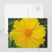 Carte Postale Coréopsis Fleur Jaune (Devant / Derrière)