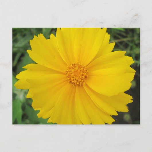 Carte Postale Coréopsis Fleur Jaune (Devant)