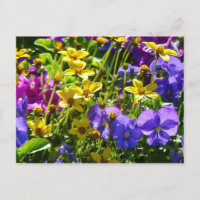 Coréopsis jaune et Violas pourpre Coloré Floral