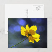 Carte postale Coréopsis orange jaune (Devant / Derrière)