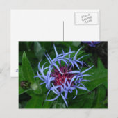 Carte Postale Corfleur bleu (Devant / Derrière)