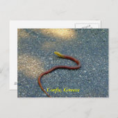 Carte Postale Corfou, Grèce (Devant / Derrière)